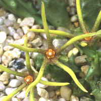 Angolluma wissmannii, S. Collenette 7752, Shada, ex Pogatscnig - Austria, ex Exotica - Germany (1996)