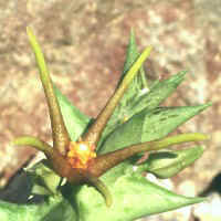 Angolluma wissmannii, RH 203, Wadi Dhahr, ex �i��nek & Han��ek - Czech Republic (1999)