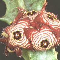 Caralluma europaea, ex Smrtnik - Slovenia (1993)