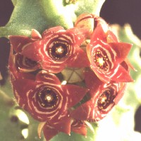 Caralluma europaea, Agadir - Marocco, ex Reppenhagen - Austria (1993)
