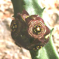 Caralluma europaea, Lampedusa - Italy, ex Farinella - Italy (2000)