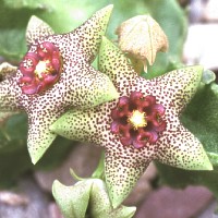 Caralluma shadhbana var barhana, ex Arid Lands - USA (1999)