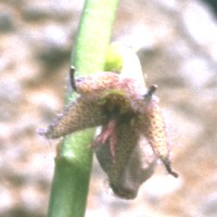 Caralluma sinaica var baradii Al Barh - Yemen, ex �i��nek & Han��ek - Czech Republic (1999)