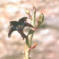 Caralluma stalagmifera, ex Battista - Italy (1998)