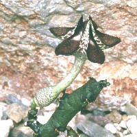 Ceropegia cimiciodora, ex Battista - Italy