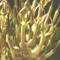 Ceropegia conrathii, ex Pogatscnig - Austria, ex Exotica - Germany (1995)