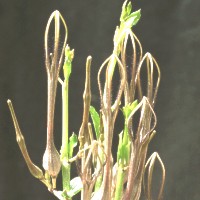 Ceropegia fortuita, Ulundi, ex Pogatscnig - Austria, ex Exotica - Germany (1995)