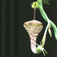 Ceropegia haygarthii, ex Dolenc - Slovenia 