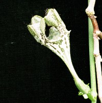 Ceropegia monteiroae, Mozambique, ex IAS 881 seed (1996)