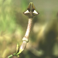 Ceropegia nilotica, Makatini, ex Pogatscnig - Austria, ex Exotica - Germany (1995)
