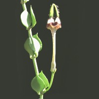 Ceropegia radicans, ex Hrovatin - Slovenia (1997)