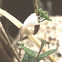 Ceropegia rendallii, ex Arid Lands - US (1998)