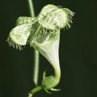 Ceropegia sandersonii, ex Slatner - Slovenia, ex Pogatscnig - Austria, ex Exotica - Germany (1995)