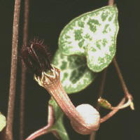Ceropegia woodii