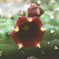 Echidnopsis archeri, ex Mace - UK (1998)