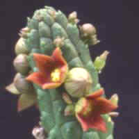 Echidnopsis cereiformis, ex Rov�ek - Slovenia (1993)