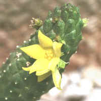 Echidnopsis cereiformis DP 8267B, Kohaito - Eritrea, ex Barad - NJ USA (2000)