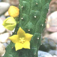 Echidnopsis cereiformis, ex Trieste - Italy (2000)