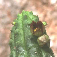 Echidnopsis cereiformis var. brunea, ex Strli� - Slovenia, ex Exotica - Germany (2000)