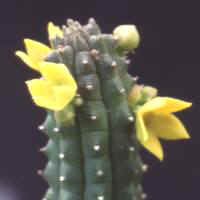 Echidnopsis cereiformis, ex Sardo� - Italy (1996)