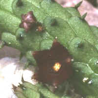 Echidnopsis ciliata, ex Strli� - Slovenia, ex Brookside Nursery - UK (1999)