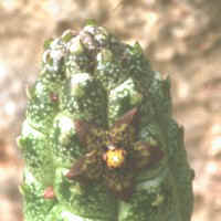 Echidnopsis dammaniana, Eil Pass, Somalia, ex Brookside Nursery - UK (2000)