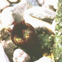 Echidnopsis globosa, LAV 30811, 10 km SE Ras Huweira, Hadhramaut - Yemen, ex Barad - NJ USA (2000)