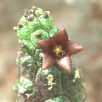 Echidnopsis leachii, SPECKS 1075, Morogoro - Tanzania, ex Exotica - Germany (1999)