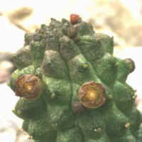 Echidnopsis nubica, BARAD 11636, Jebel - Sudan, ex Mesa Garden 4174.2 - NM US (1996)