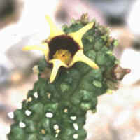 Echidnopsis radians, LAV 18591, 66 km S Maralal, road to Wamba - Kenia, ex Barad - NJ USA (2000)