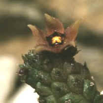 Echidnopsis repens, ex Mace - UK (1998)