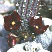 Echidnopsis repens SPECKS 1160, Kilimanjaro prov. - Tanzania, ex Strli� - Slovenia, ex Exotica - Germany (1999) 