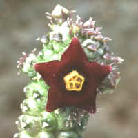 Echidnopsis sharpei, ex Orlando, Tennerife - Spain (2000)