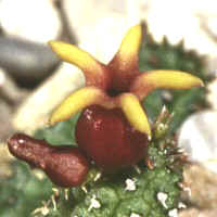 Echidnopsis watsonii, ex Mace - UK (1998)width=