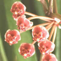 Hoya angustifolia ?, ex Hrovatin - Slovenia (1999)