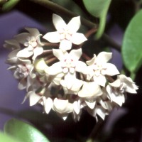 Hoya australis, ex Hrovatin - Slovenia (1995)