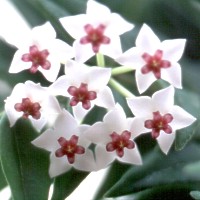 Hoya bella, ex Pogatscnig - Austria (1995)