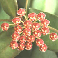 Hoya bilobata, ex Hrovatin - Slovenia (1999)