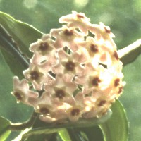 Hoya carnosa 