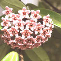 Hoya carnosa 'Melanie', ex Jesenice - Slovenia (1995)