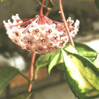 Hoya carnosa 'Marginata', ex Bled - Slovenia (1995)