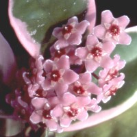 Hoya carnosa 'Variegata', ex Ga�perin - Slovenia (1994)