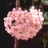 Hoya compacta, ex Radovljica - Slovenia (1996)