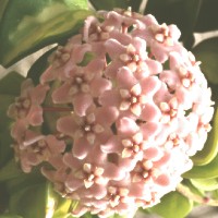 Hoya compacta 'Exotica', ex Radovljica - Slovenia (1994)