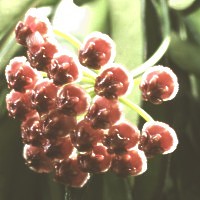 Hoya kentiana, ex Hrovatin - Slovenia (1999)