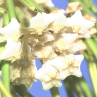 Hoya linearis, ex Dolenc - Slovenia (1998)