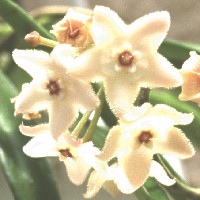 Hoya longifolia, ex Dolenc - Slovenia (1998)