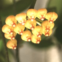 Hoya picta, ex Hrovatin - Slovenia (1999)