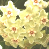 Hoya serpens, ex Hrovatin - Slovenia (1999)