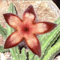 Stapelia grandiflora ambigua, ex Smrtnik - Slovenia (1995)